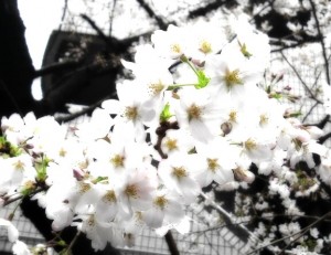 恵比寿神社裏の桜